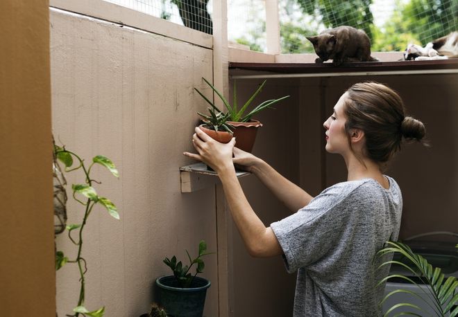 5 Plants That Help Remove Toxins From Your Home